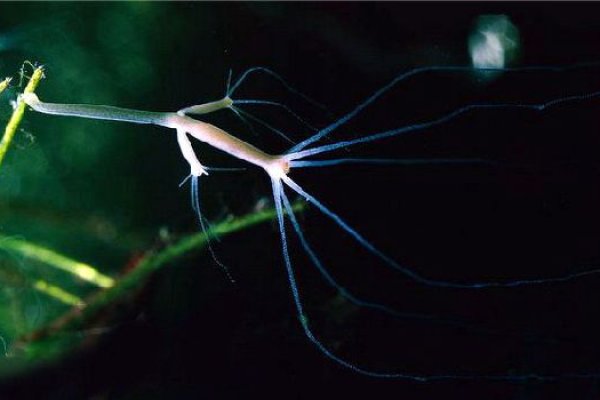 Эффективные стратегии с krab8.at