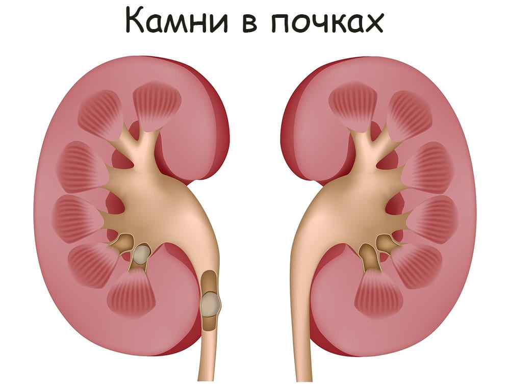 Где купить котиков - полное руководство